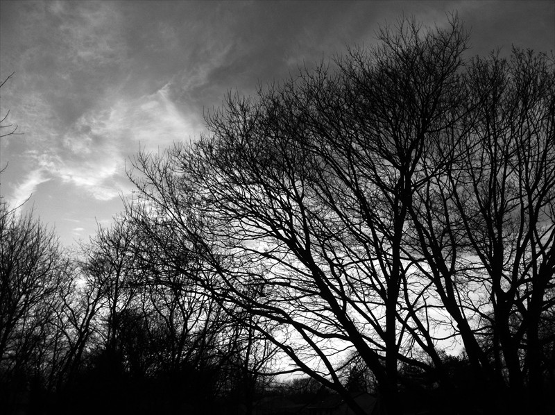 Black and White Trees